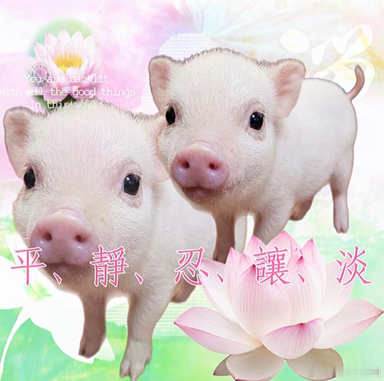 分享图片 ​​​