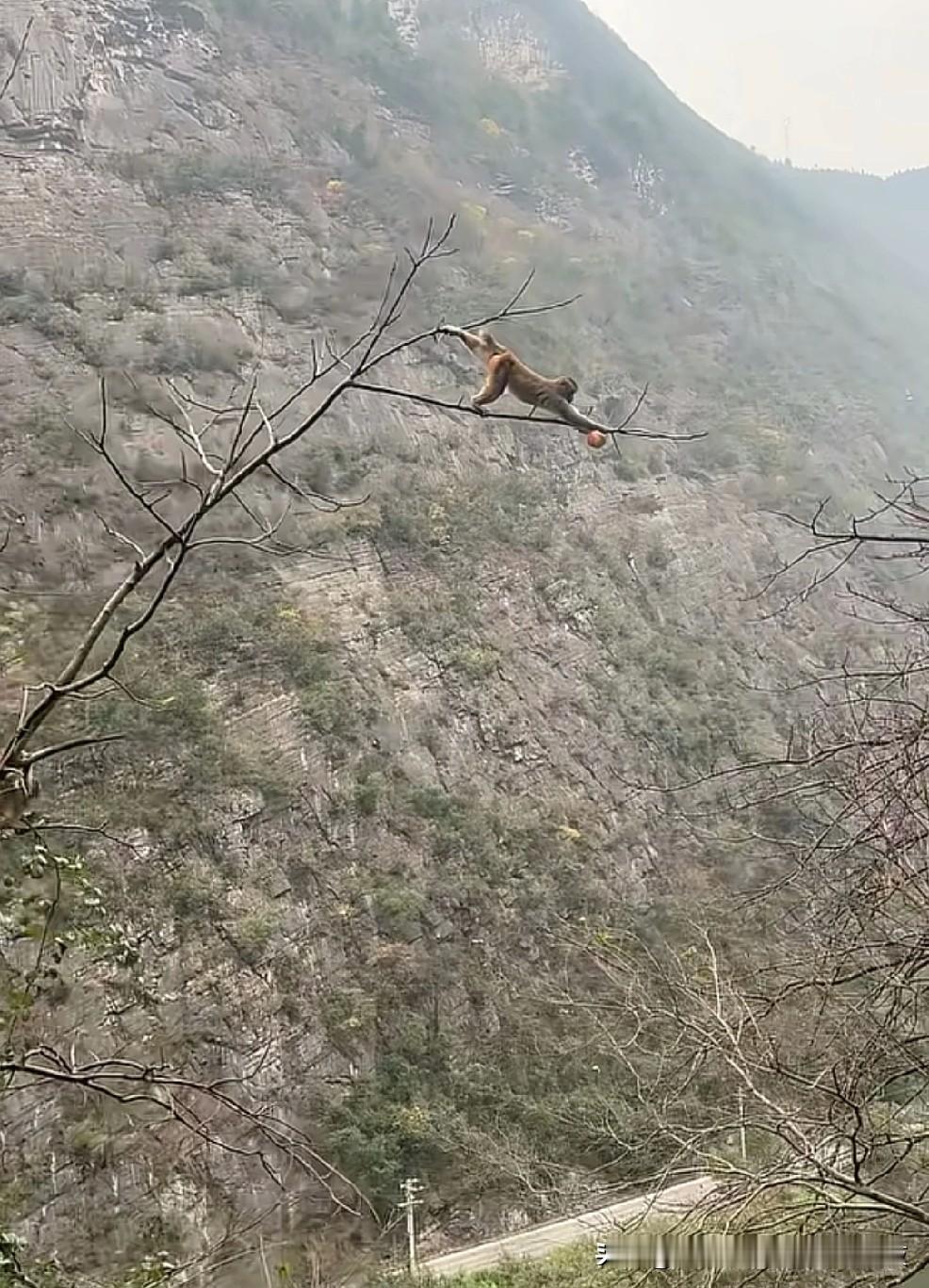 你看那只猴子，
好奇怪哟，
像一个人。