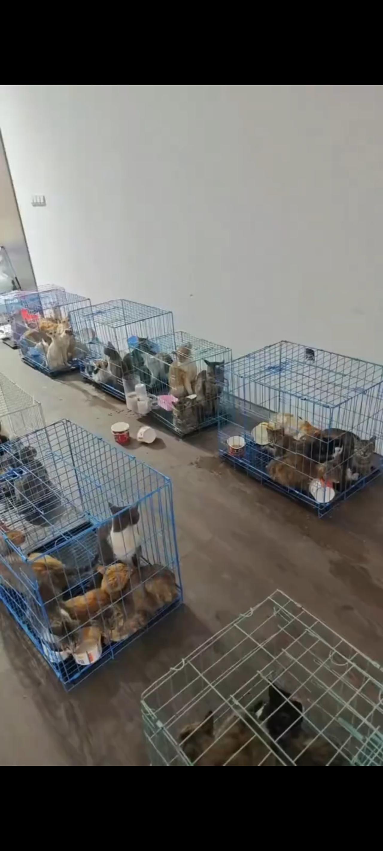 当面前的所有流浪猫，被志愿者和爱心人士，从崇州郊外的民房里面解救出来的一刹那！