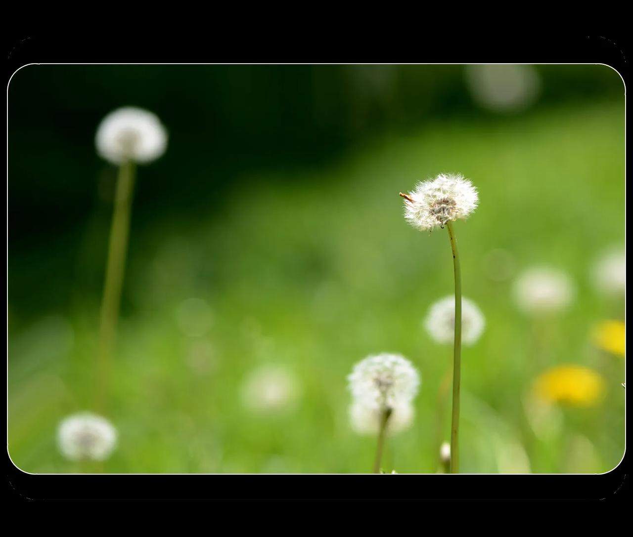 《蒲公英》
蒲公英，菊科草本植物。自从有了网络，蒲公英的功效被更多人所知，路边的