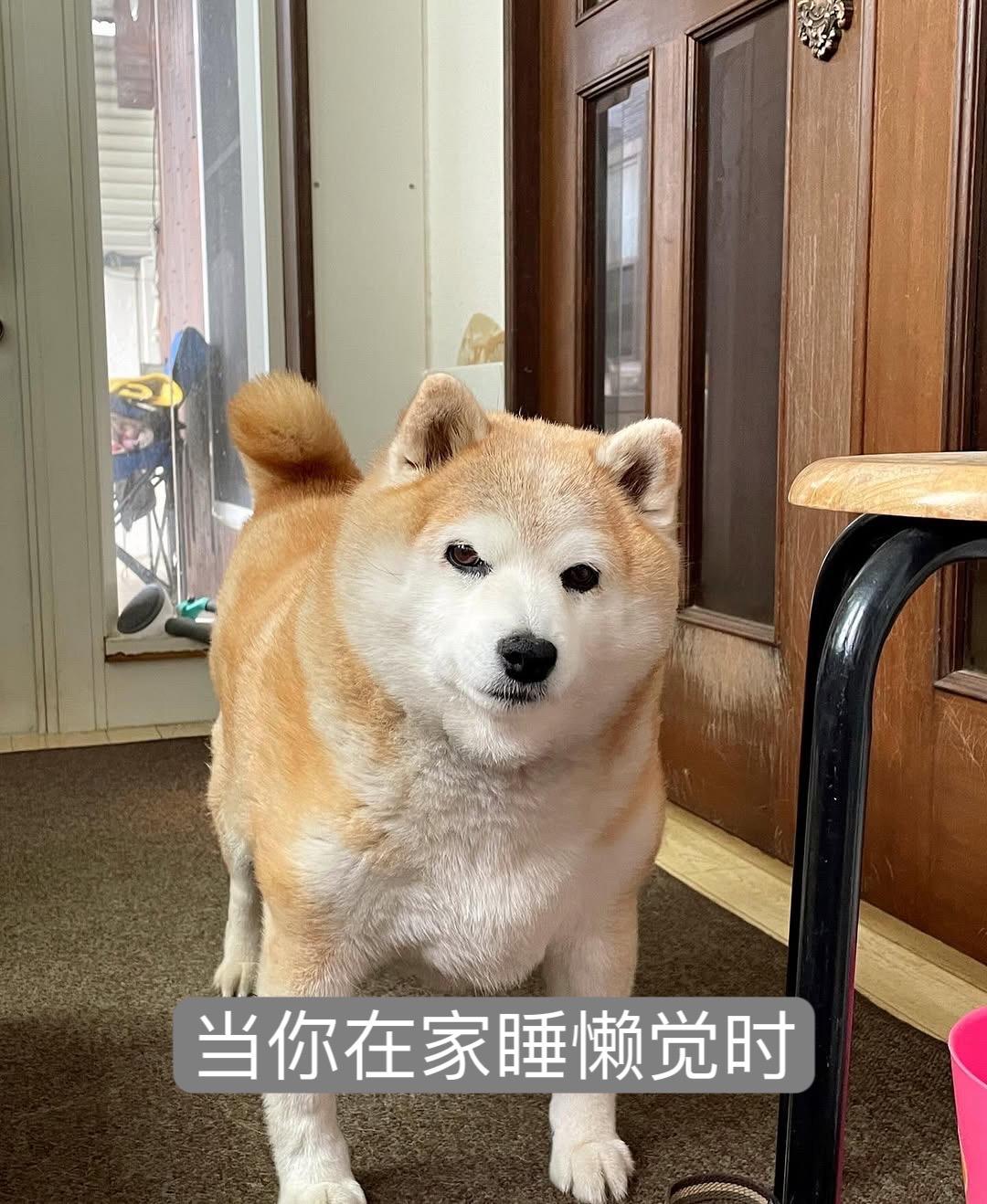 柴犬表情包 柴犬 柴柴日常 谁能拒绝会旺财的修狗 小柴成精了