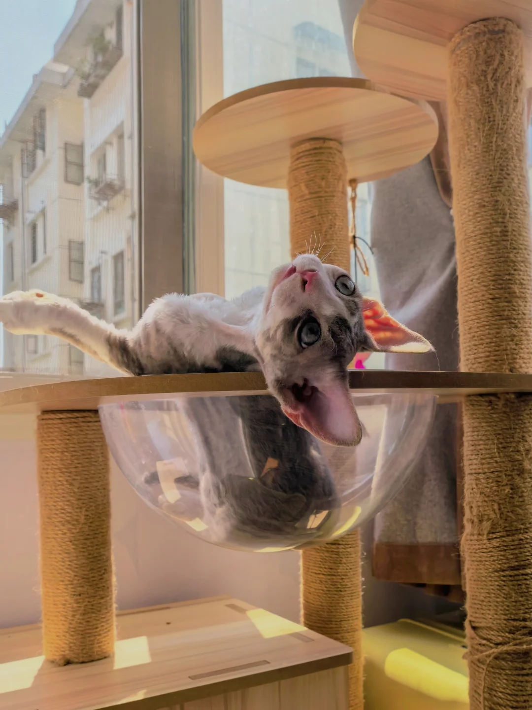 德文背上这些麻麻赖赖的疙瘩到底是啥