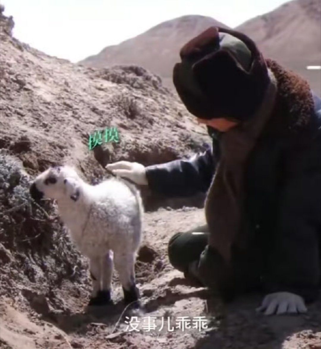 杨紫和小羊生生 两只小可爱 白菊跟生生 杨紫怎么那么可爱 期待生命树 ​​​