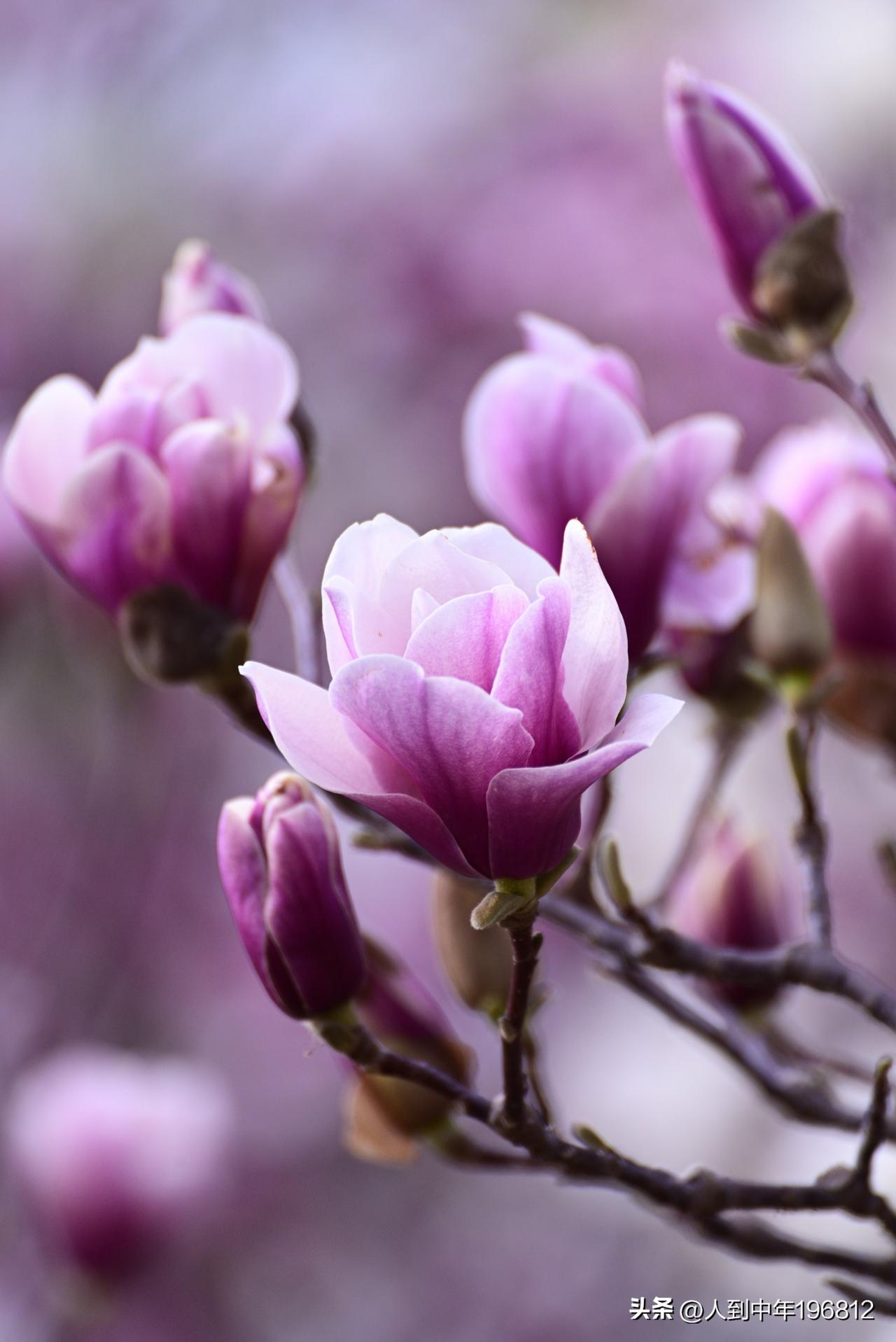玉兰花开(之十三)——春寒尙在，玉兰已擎起一朵朵洁白、紫红、淡粉、微黄的花儿。无
