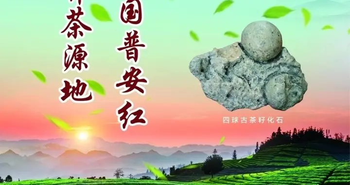世界茶源地 中国普安红｜公益广告