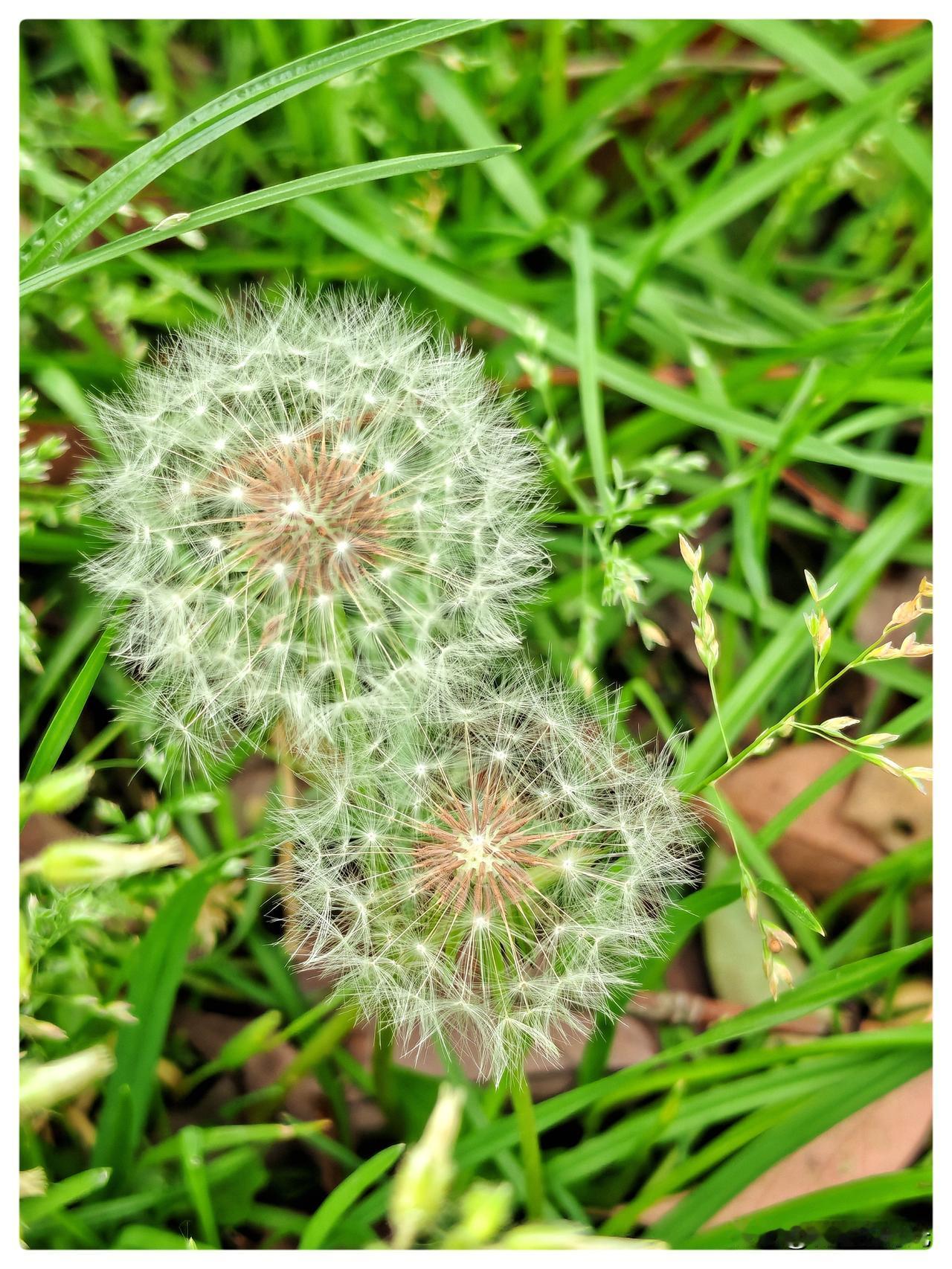 阳光把它们的种子卷成降落伞时，绒毛里已藏进了春天的秘密。风来了，柔软而舒缓，整个