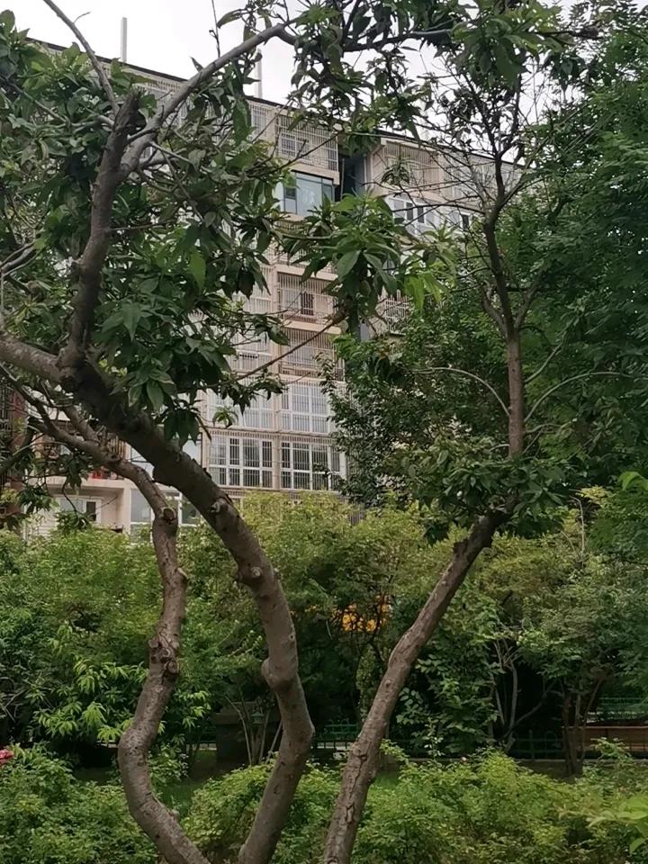 绿树掩映，楼房都显得年轻了不少。