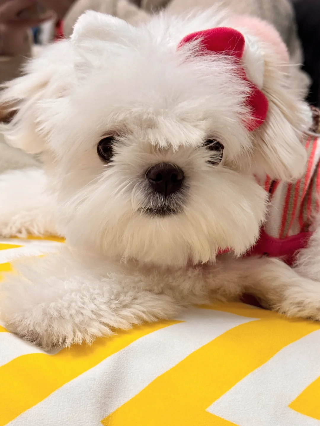 ❤️在东京，买到了限定版HelloKitty