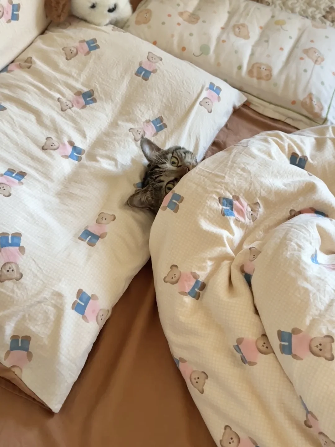 冬天被窝里会莫名其妙长出小猫