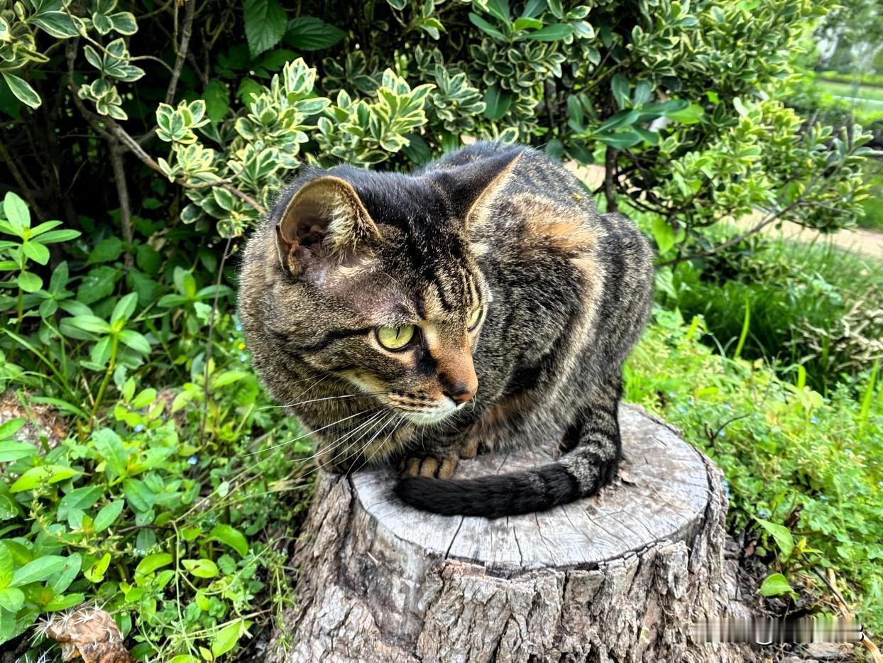 有猫的地方很干净，没有老鼠、没有黄鼠狼和蛇，狸花猫是保护家园安全的功臣。