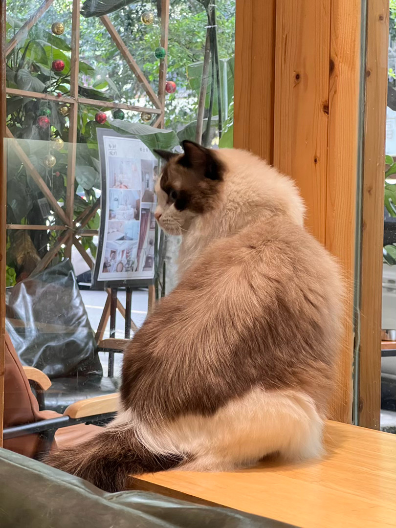 咖啡馆的猫跳到窗台上蹲着扭过头来回望左后方因为那边有她想要的她叫拿铁有个男朋友叫