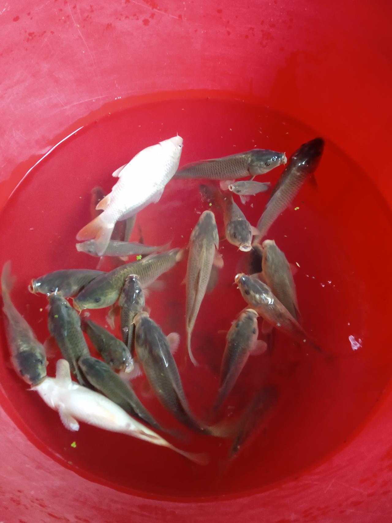 梵高37岁，朝自己的胸口开了一枪。
海子25岁，躺在了山海关的铁上。
张国荣46