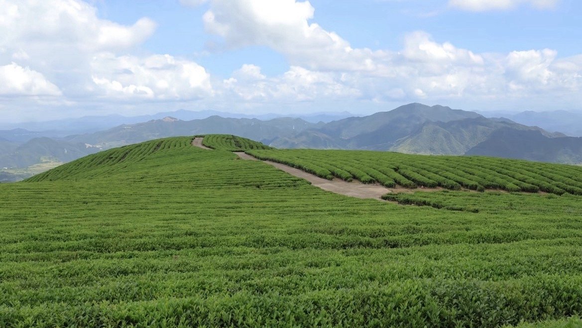 这个五一在台州苍山顶上开启撒欢模式台州天台苍山顶藏绝美风光，高山草甸配风车云海，