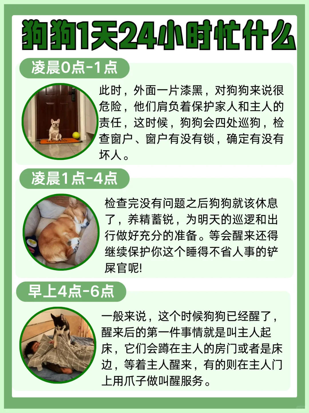 狗狗一天24小时在忙什么🤔