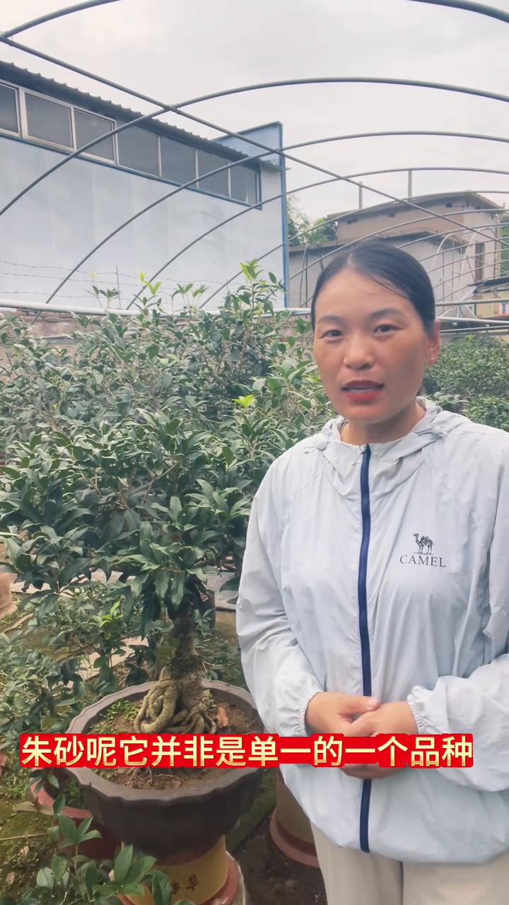三个不同品种的朱砂特点。
大家好，我是张家桂花盆景。有花友让我给讲一讲朱砂桂的特