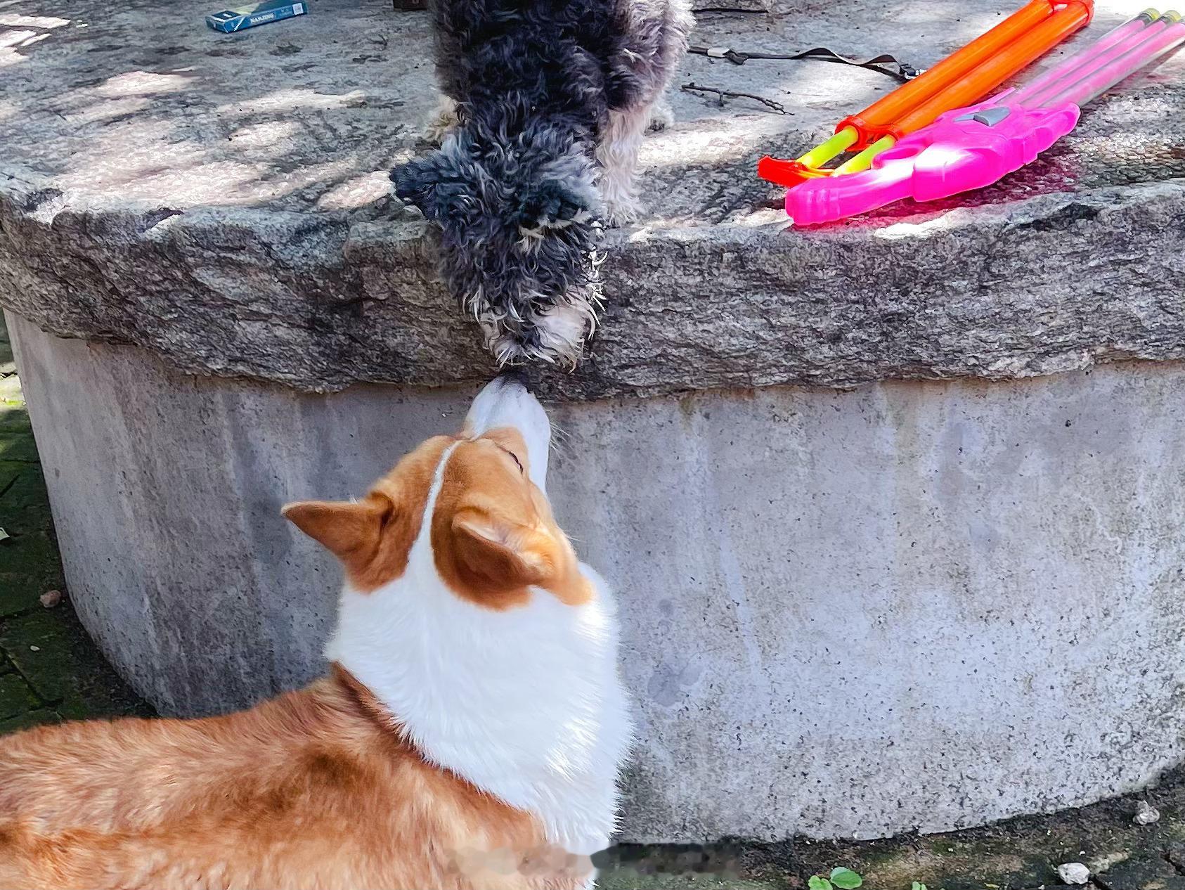 猛吸一口快乐修狗