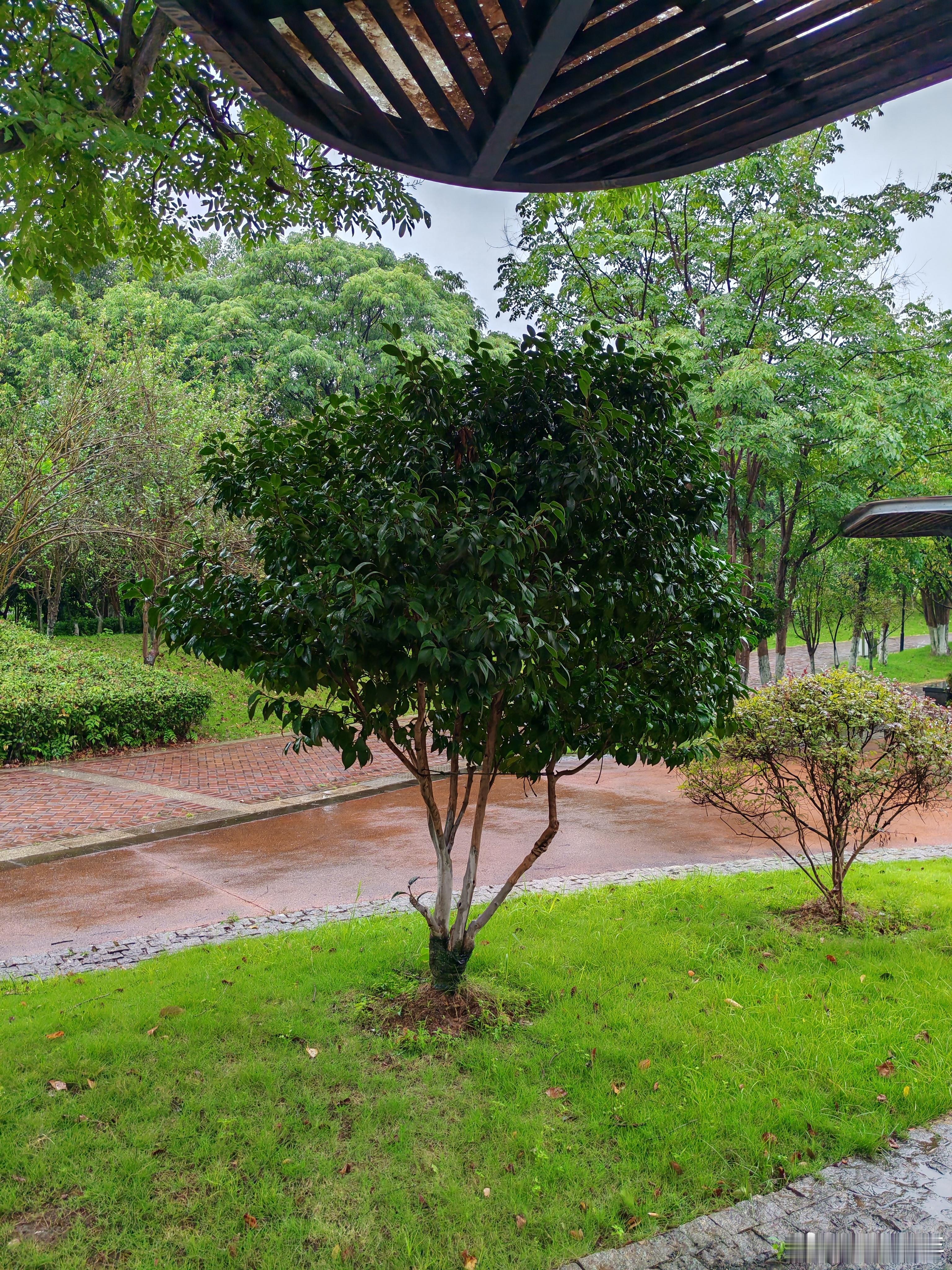 今天下雨，有点冷，一下子就入秋。公园里打两遍八段锦，周围静悄悄的，只有下雨声 