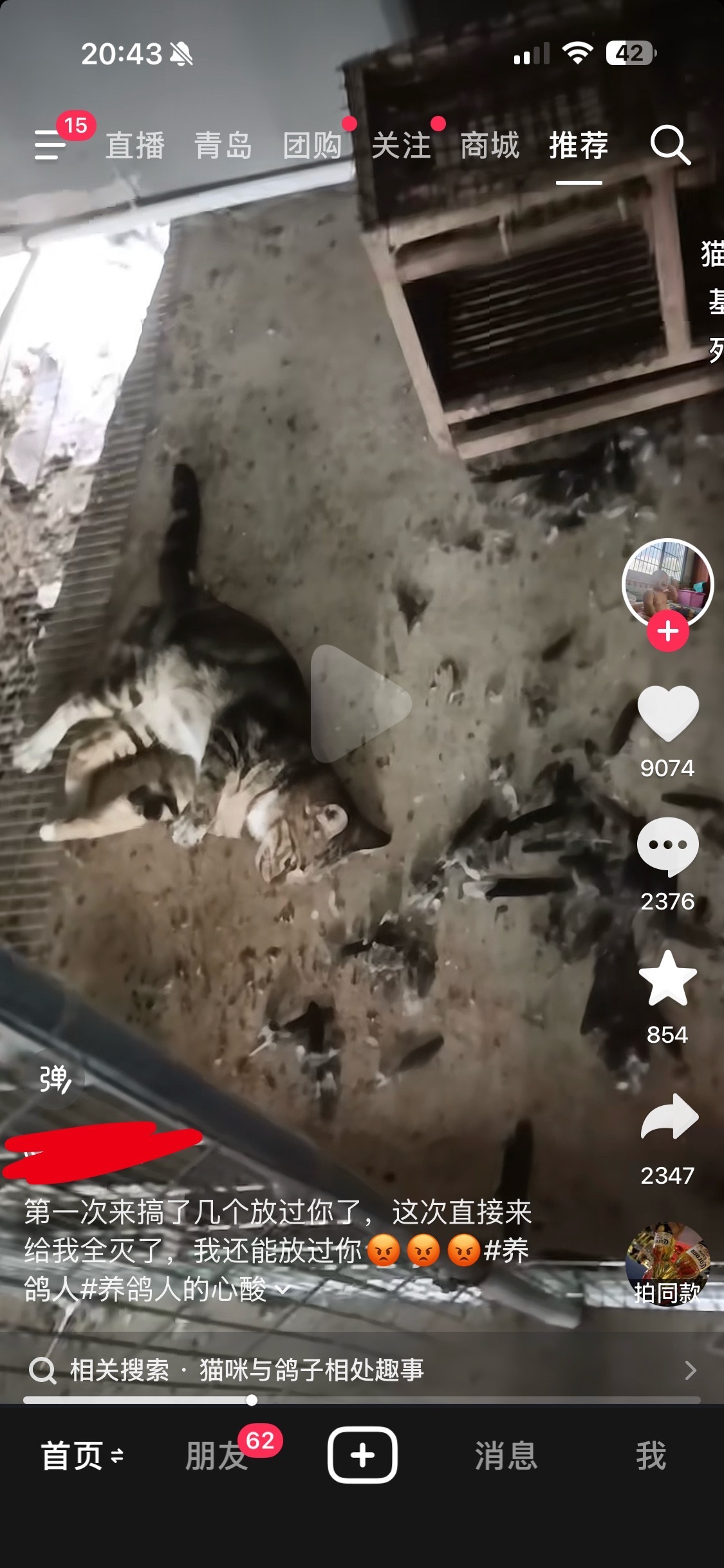 可怜的小猫，弄死了别人养的鸽子，被人打死了，虽然说给别人造成了经济损失，但是也不
