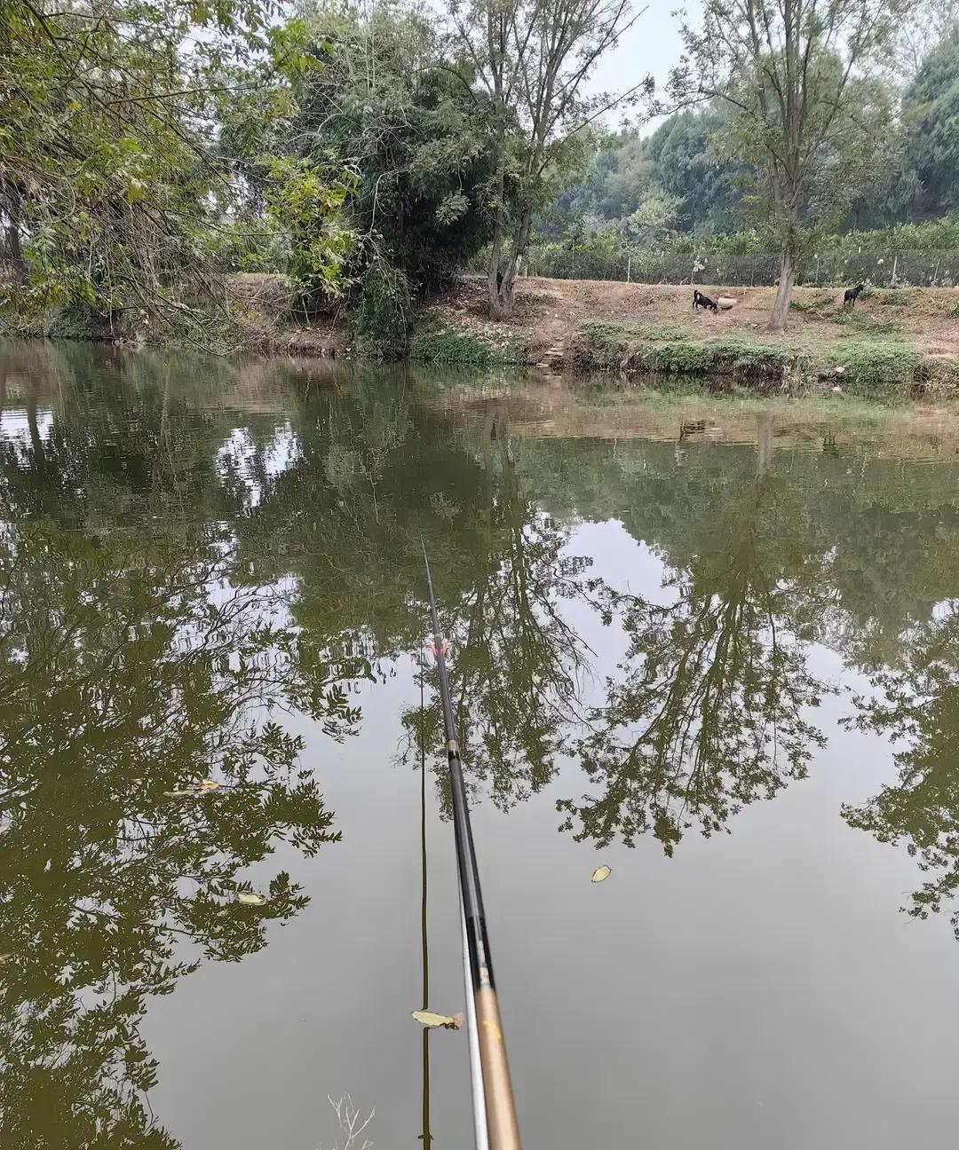 你以为冬钓鲫鱼靠硬蹲？错！长江流域78%的上鱼窗口期，藏在“表层底层温差≤2℃”