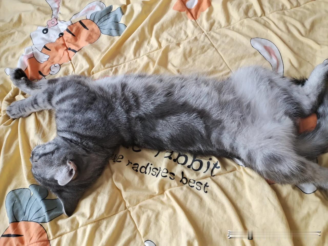 #秋日生活打卡季##拍宠物爱好者# 
猫对你认不认可就看它在你身边时睡觉的姿势[
