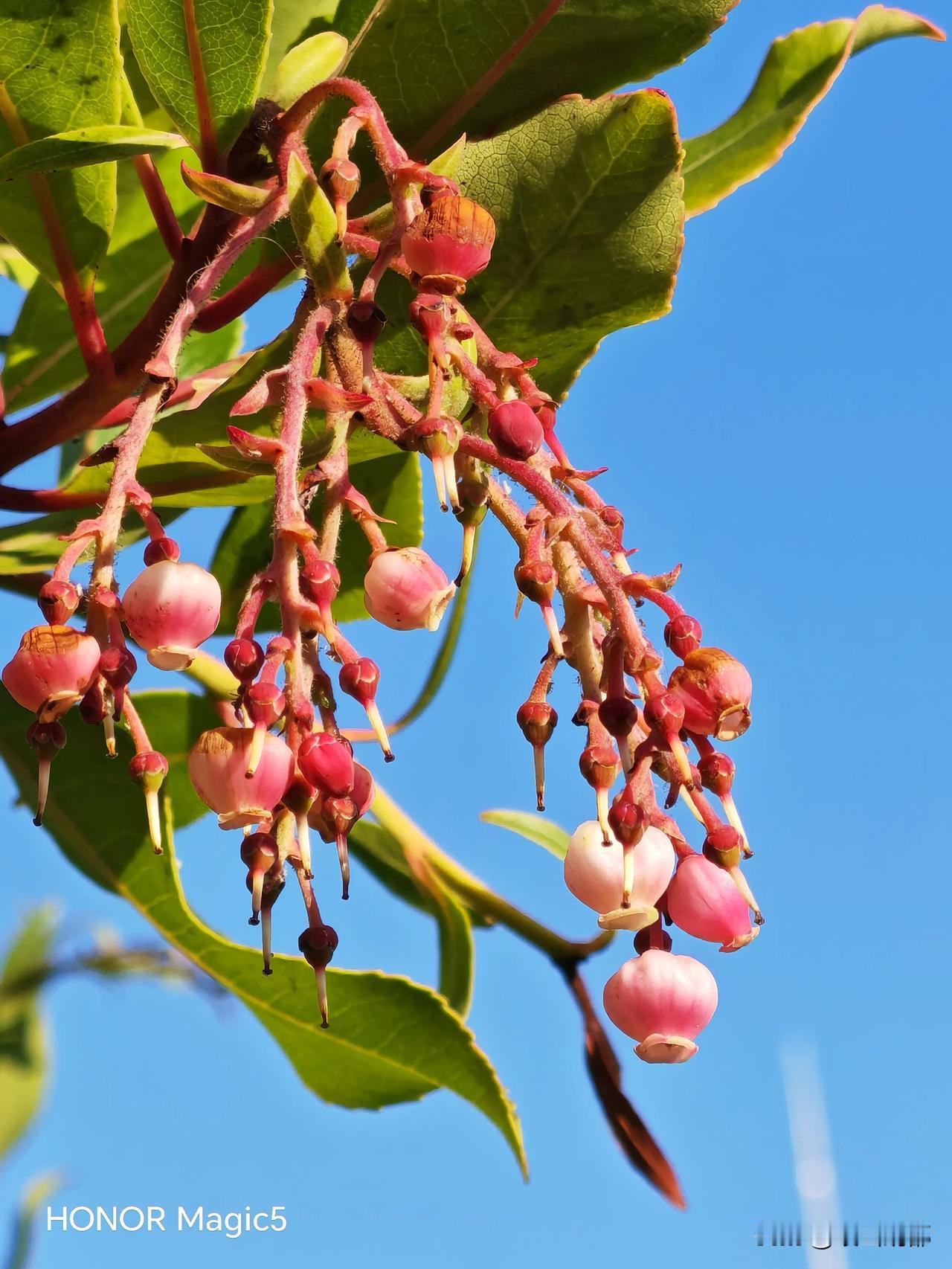 一朵花，一个果，都叫不上名字，求网友指点。