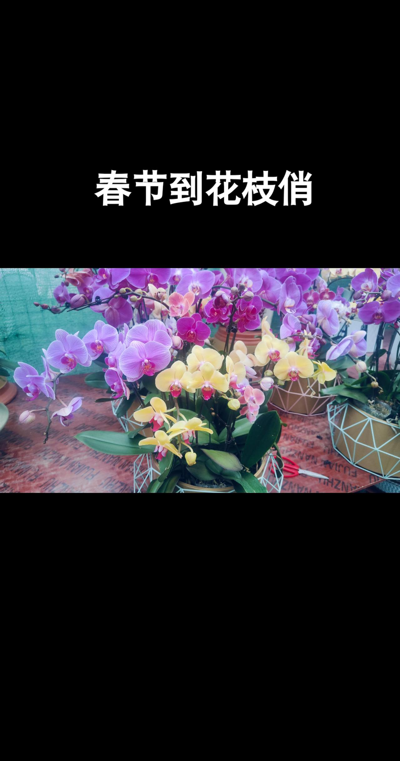 山东泰安宁阳花开春节