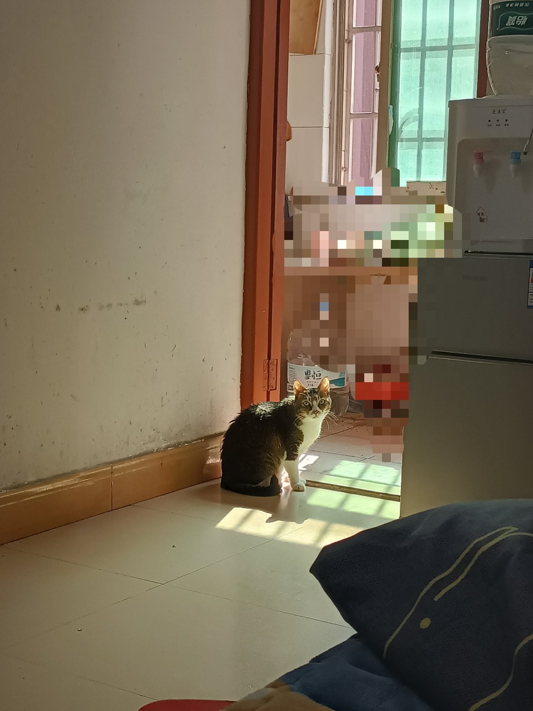 我的快乐源泉[超话]  我家猫咪宝贝比我还悠闲！还知道晒太阳🌞 