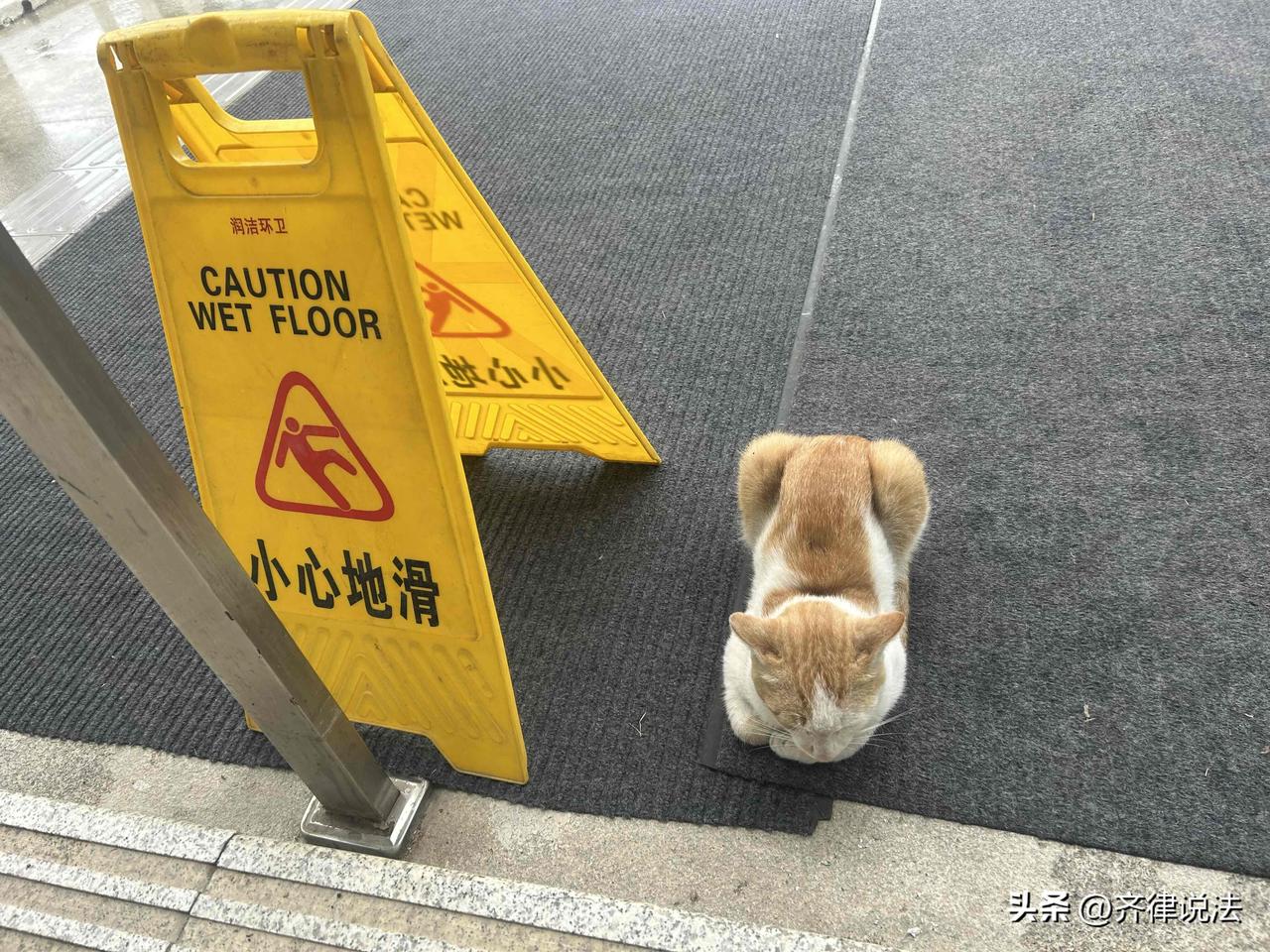 下雨天，在地铁口偶遇一只来躲雨的大橘，双眼紧闭在休息，叫了几声偶尔睁眼回应一下，