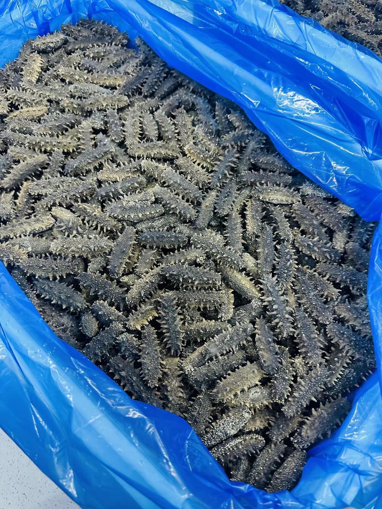 昨天下午到昨天晚上我一直忙着发货海参。忙到半夜累得我心都慌。看出来大家都很在乎自