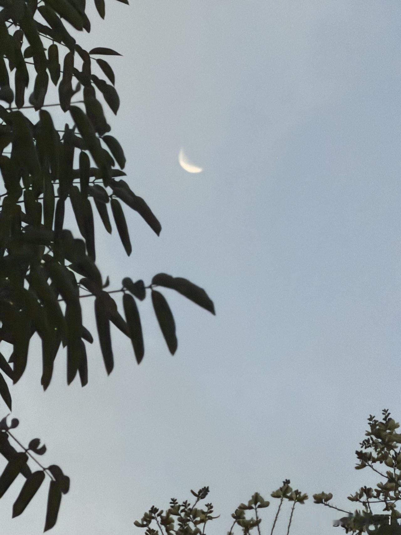 立秋翌日

秋声昨夜满空廊，了结晨昏夏梦长。
清秀槿花迎晓蝶，干枯柳叶卷残章。