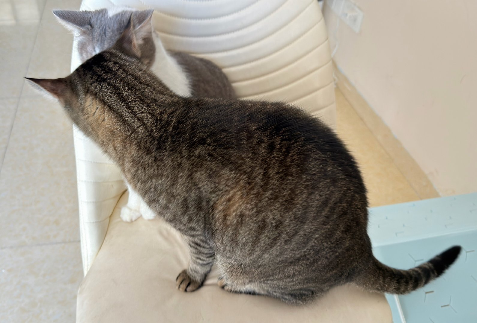 孩儿们在密谋什么呢？