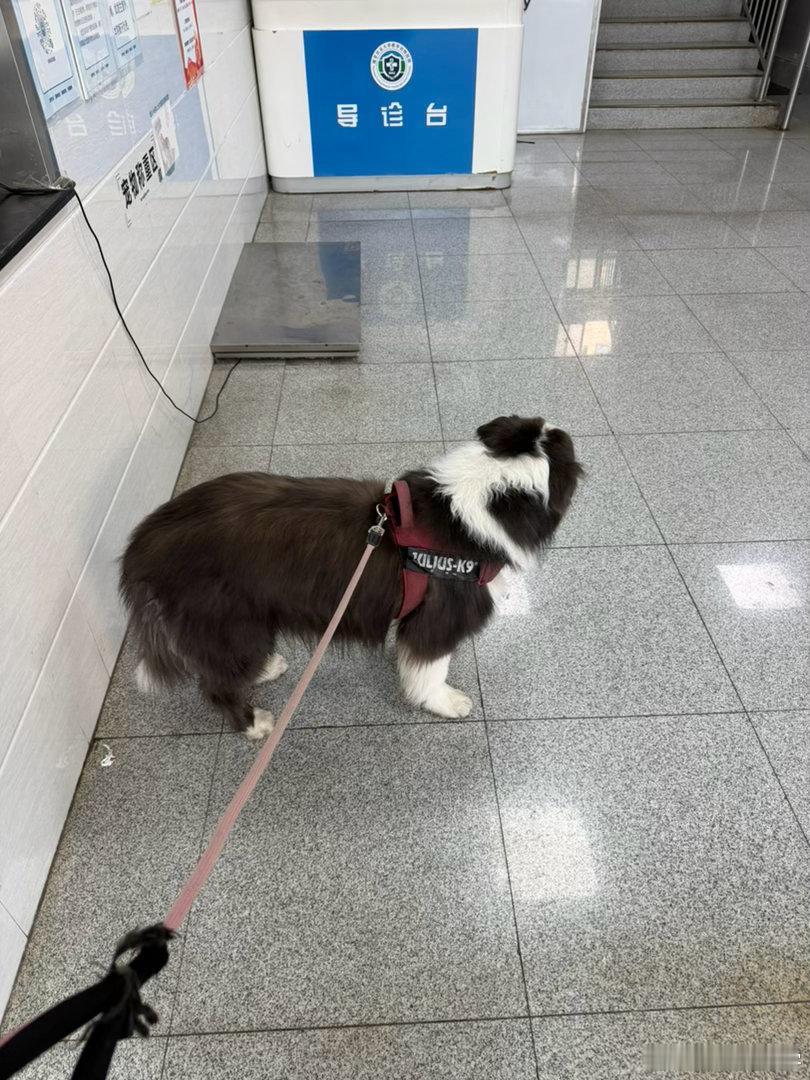 拉肚子，食欲不振，化验+拿药差不多1200，还挺贵。 南京·南京农业大学教学动物