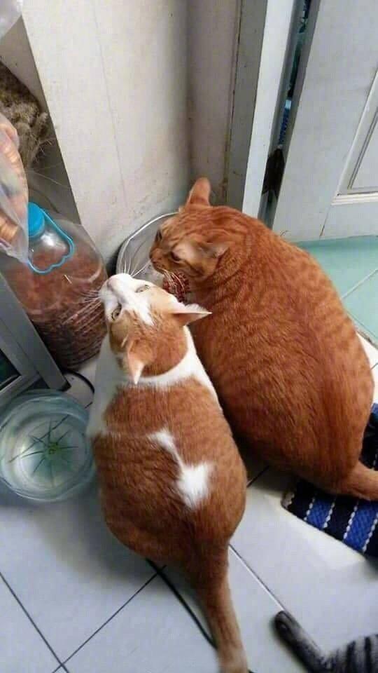 哈哈哈请不要给猪染色好吗？