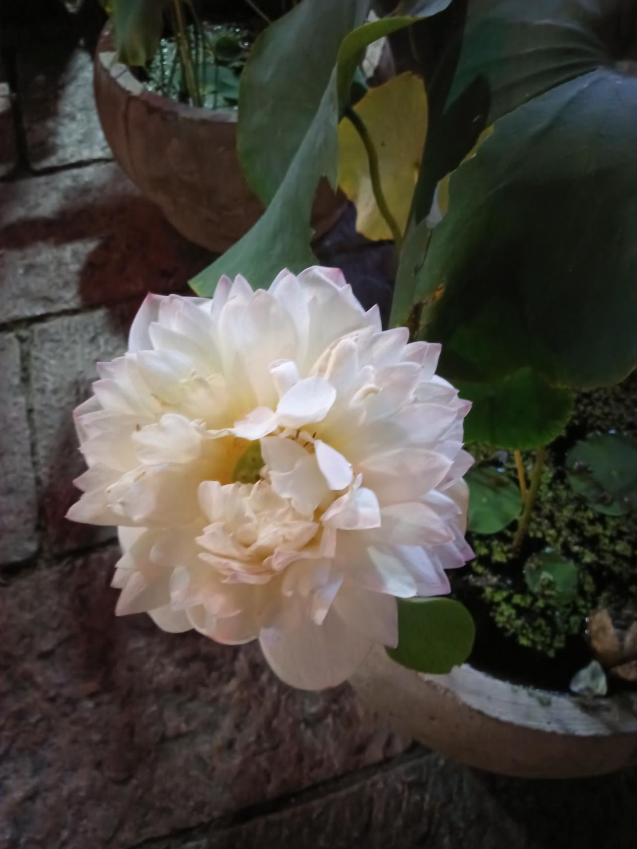 夏日荷花莲莲看