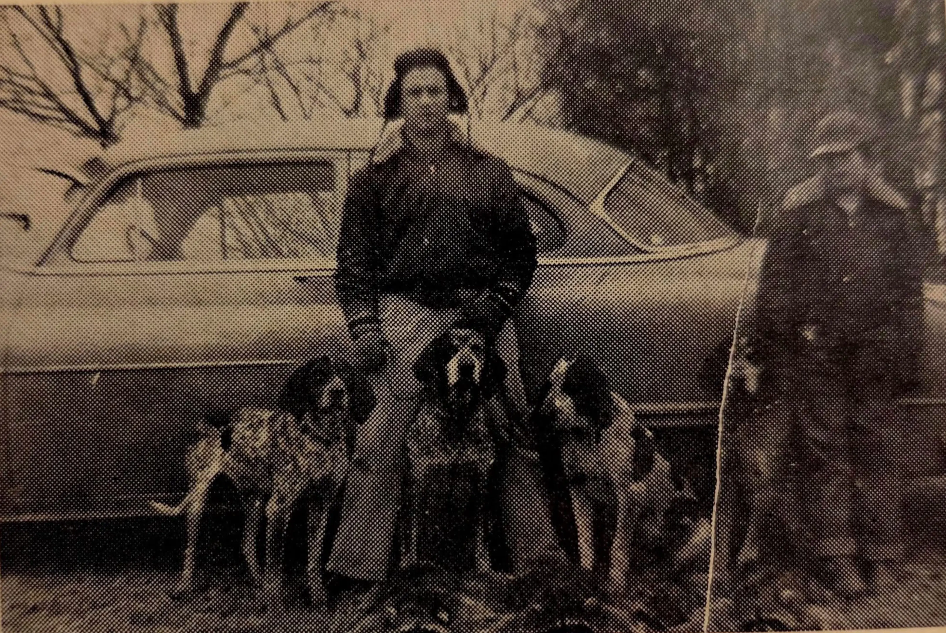 1951年 Bluetick coonhound