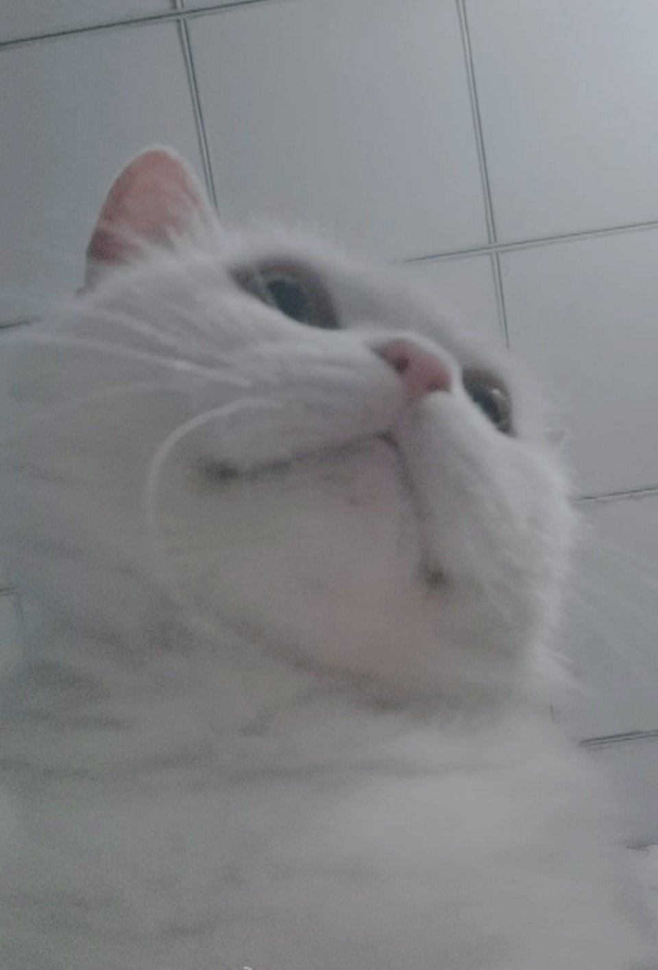 有些猫正面看很忧郁，从下面看就很。。。 