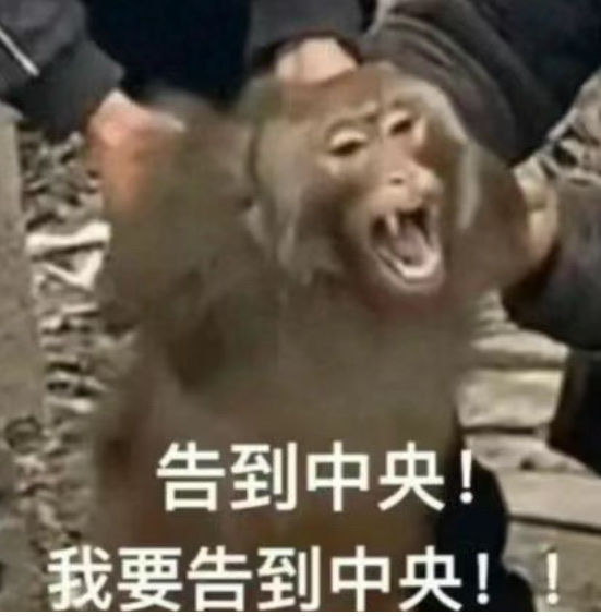 吗喽表情包:告到中央！！！早上猴🐵啊各位[开学季][开学季][开学季] ​​​