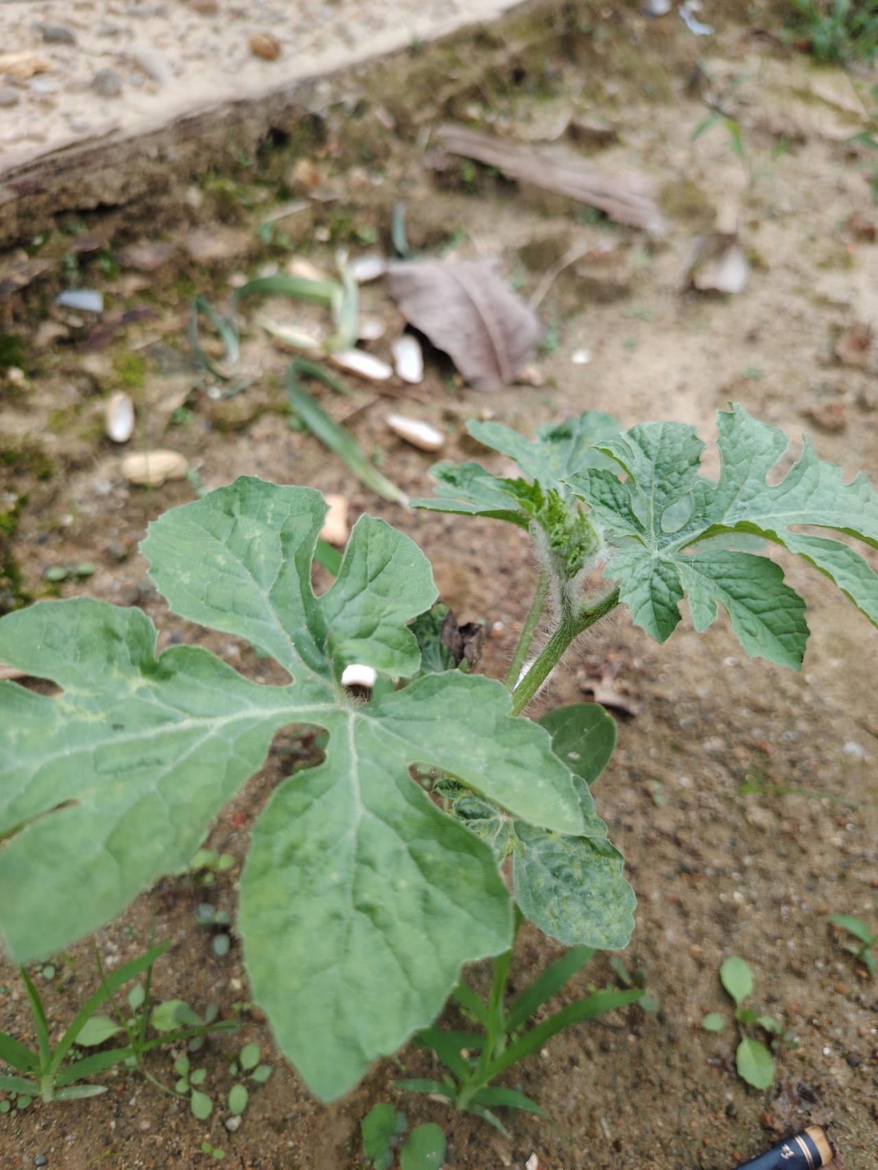 “生机勃勃的小植物，自然生长的美好”🌱🌿