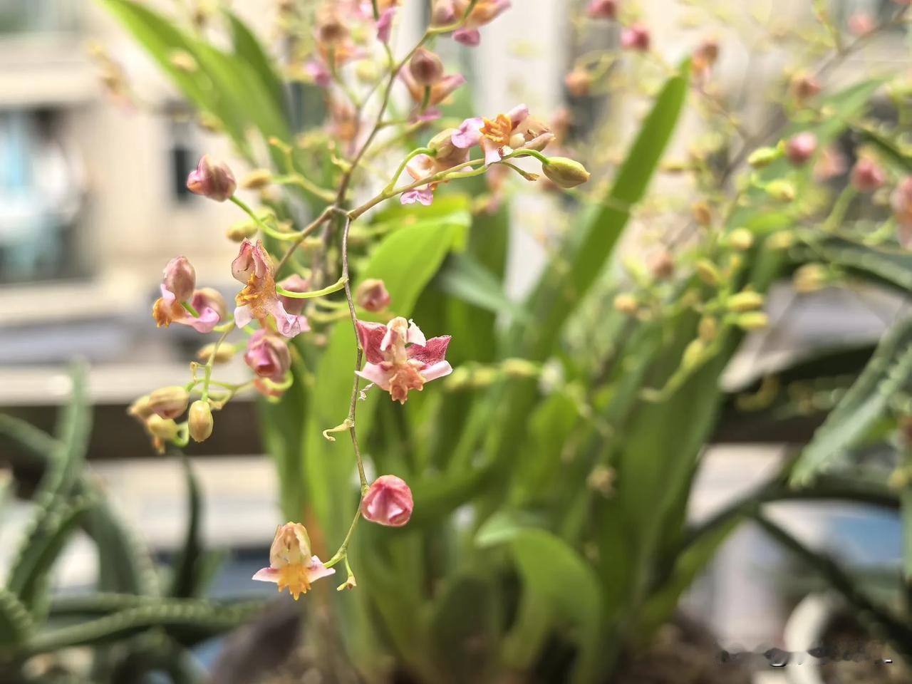 这是文心兰还是梦香兰？
 
喜欢买可以种植的花，可以比插花多欣赏一些日子。
尤其