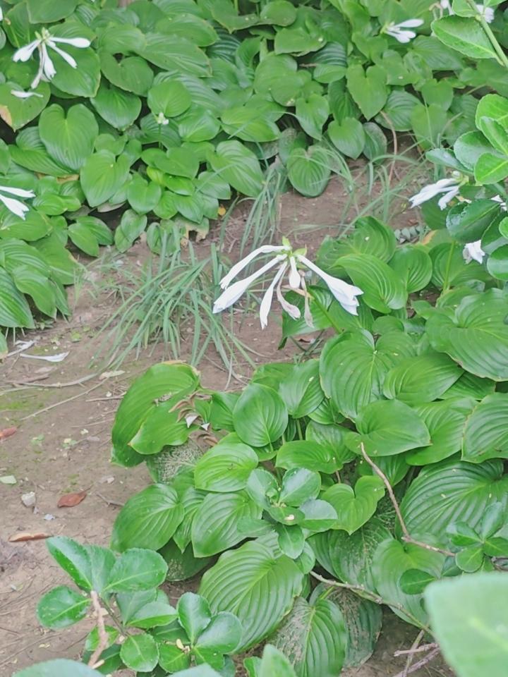 花开富贵，一簇簇的，虽叫不上名字，但确实漂亮！
