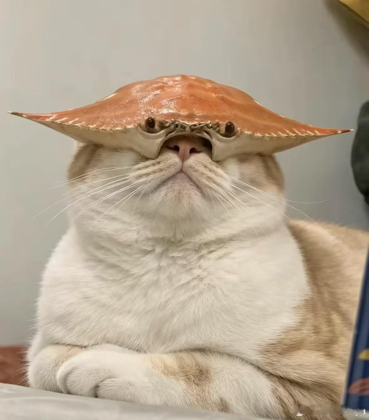被螃蟹包围的日子，顿顿螃蟹，梭子蟹吃到碎舌头 