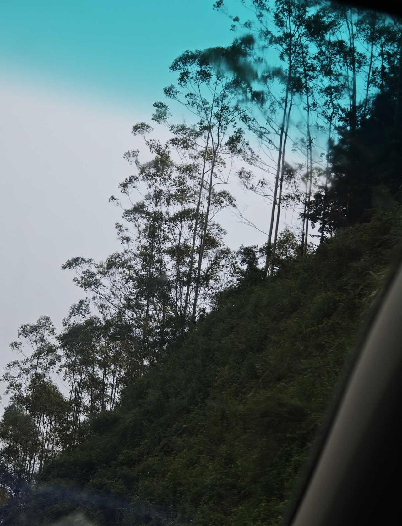 还有谁开车时能不看手机，看风景？
透过车窗看风景 桉树