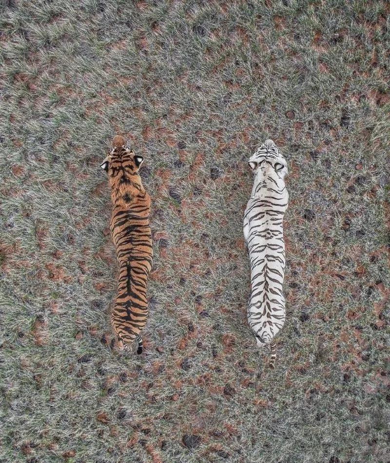 终于明白了，古代老虎为什么被称为大虫。