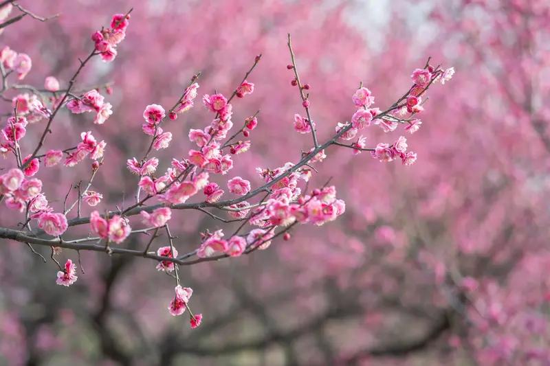 杭州的梅花盛开啦，正是赏梅好时节！
孤山是个诗意赏梅地，它在西湖的里湖和外湖之间