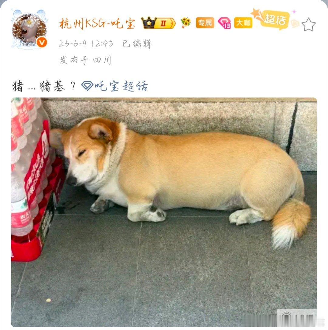 吒宝 恶语伤汪心2026pel夏季赛