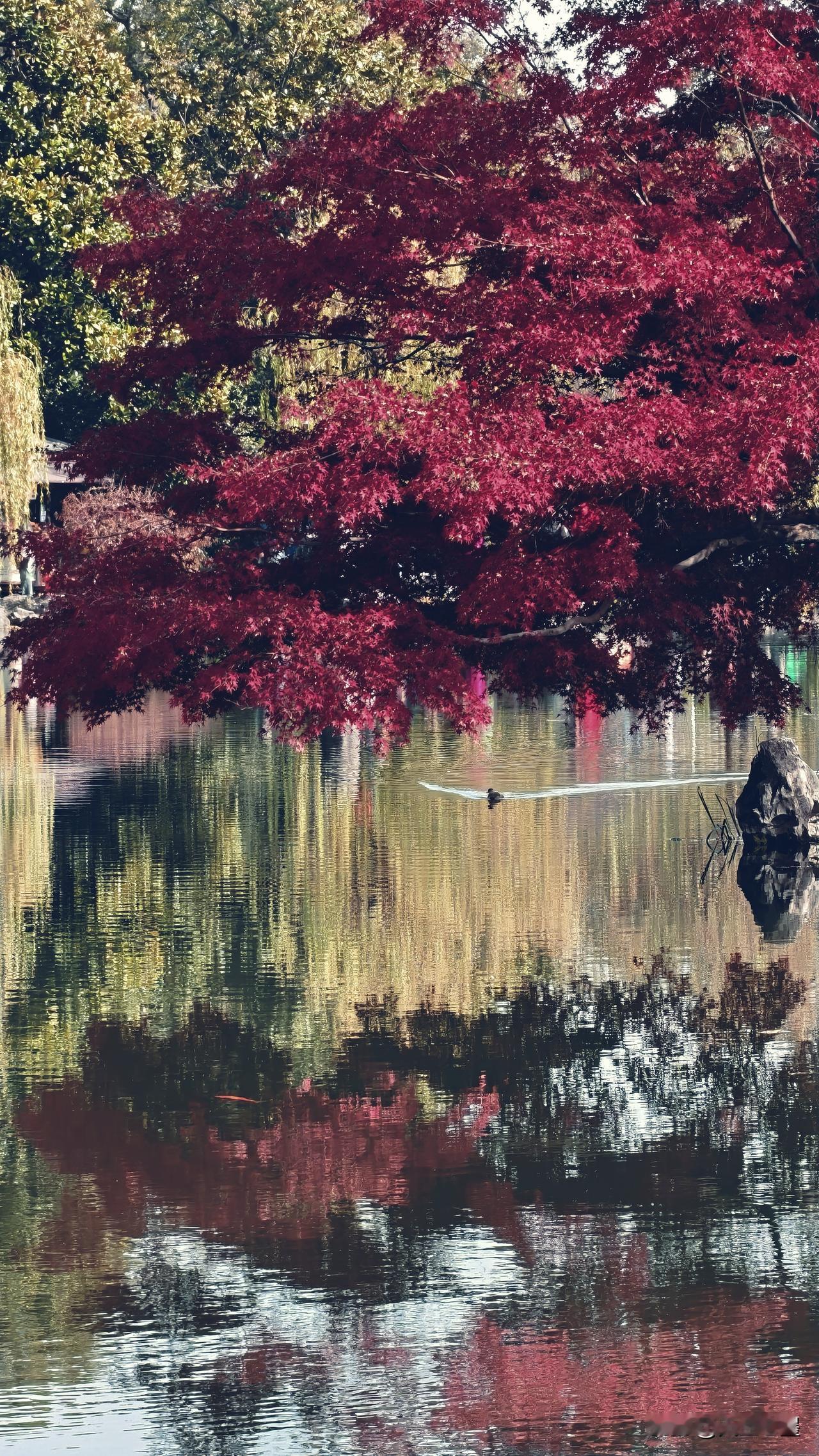 2025年西湖秋景实况
太子湾+花港