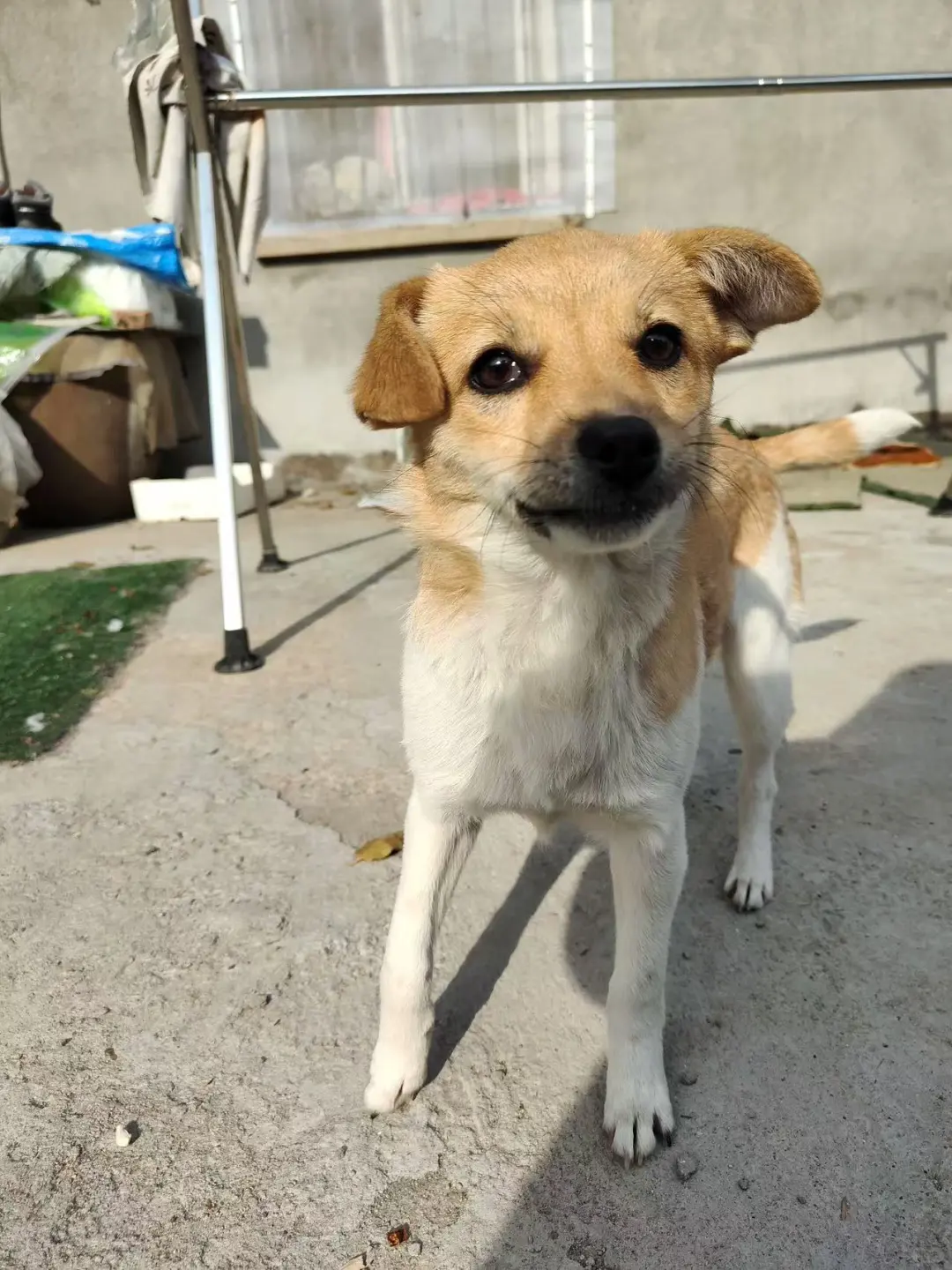 六个月（小双）田园犬妹妹找家🇨🇦