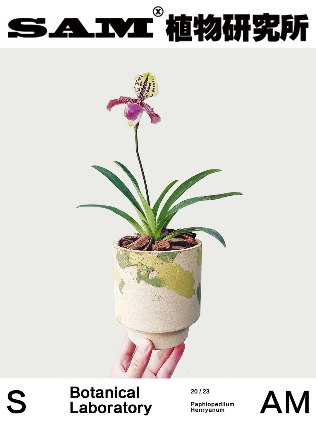 亨利兜兰｜Paphiopedilum Henryanum