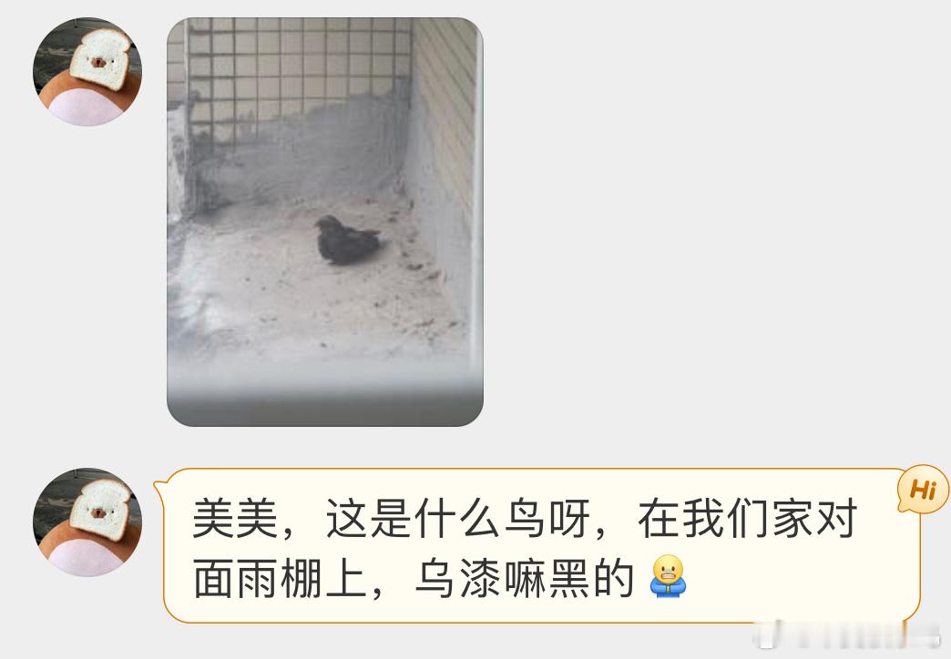 #鸟粉投稿# 雨棚上的【夜鹰】晚上会发出“ biu biu biu” 的叫声很魔