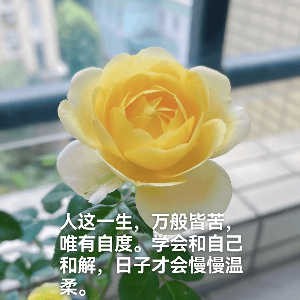 与自己和解便是晴天